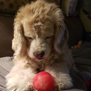 Meet your Posher, DuggDogg (and his fur Daddy Craig)